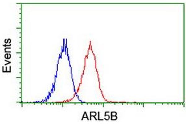 anti-ADP-Ribosylation Factor-Like 5B (ARL5B) antibody