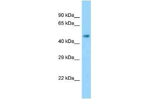 Image no. 1 for anti-Solute Carrier Family 17 (Anion/Sugar Transporter), Member 2 (SLC17A2) (Middle Region) antibody (ABIN2778218)