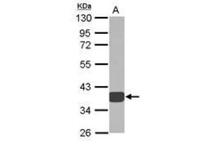 Image no. 2 for anti-Aldo-Keto Reductase Family 1, Member D1 (AKR1D1) (AA 1-326) antibody (ABIN1496548)