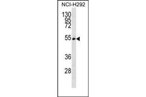 Image no. 1 for anti-serine/arginine-Rich Splicing Factor 11 (SRSF11) (AA 365-395), (C-Term) antibody (ABIN954763)