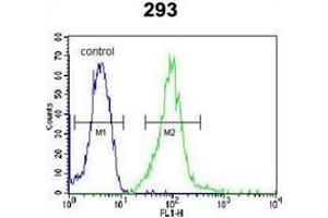 Image no. 1 for anti-Interferon Regulatory Factor 2 Binding Protein 2 (IRF2BP2) (AA 344-374), (Middle Region) antibody (ABIN952948)