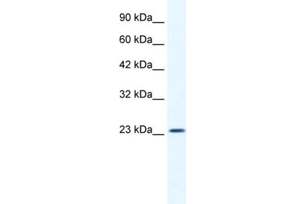 anti-Potassium Channel Tetramerisation Domain Containing 11 (KCTD11) (N-Term) antibody
