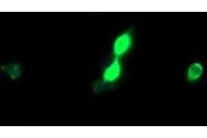 Image no. 1 for anti-Host Cell Factor C2 (HCFC2) antibody (ABIN1498602)