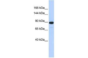 Image no. 1 for anti-phosphodiesterase 3A, cGMP-Inhibited (PDE3A) (N-Term) antibody (ABIN2781828)