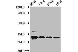 Vpx Protein (VPX) (AA 1-112), (subtype A) antibody