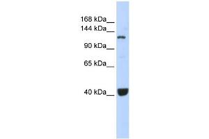 Image no. 1 for anti-Piwi-Like 1 (PIWIL1) (Middle Region) antibody (ABIN2776754)