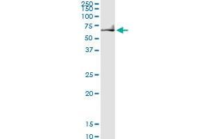 RPN2 MaxPab rabbit polyclonal antibody.