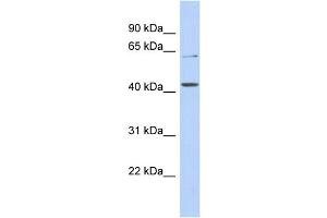 Image no. 1 for anti-Solute Carrier Family 22 (Organic Anion/urate Transporter), Member 12 (SLC22A12) (N-Term) antibody (ABIN2781716)