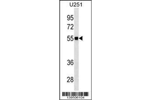 anti-CDC42 Effector Protein (Rho GTPase Binding) 1 (CDC42EP1) (AA 315-343), (C-Term) antibody