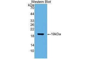 Image no. 1 for anti-Biglycan (BGN) (AA 49-182) antibody (ABIN1176713)