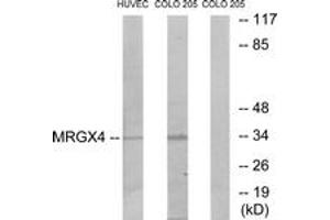 Image no. 1 for anti-MAS-Related GPR, Member X4 (MRGPRX4) (AA 271-320) antibody (ABIN1535778)