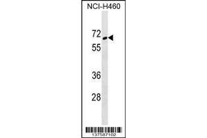 Image no. 1 for anti-Zinc Finger Protein 83 (ZNF83) (AA 1-30), (N-Term) antibody (ABIN1538833)