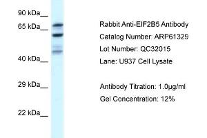 Image no. 1 for anti-Eukaryotic Translation Initiation Factor 2B, Subunit 5 Epsilon, 82kDa (EIF2B5) (N-Term) antibody (ABIN2788769)