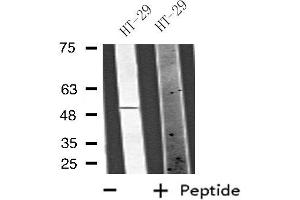 Image no. 2 for anti-Vang-Like 1 (Vangl1) (Internal Region) antibody (ABIN6258565)