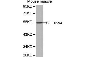 Image no. 1 for anti-Solute Carrier Family 16 (Monocarboxylic Acid Transporters), Member 4 (SLC16A4) antibody (ABIN3023454)