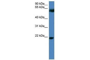 Image no. 1 for anti-F-Box Protein 32 (FBXO32) (N-Term) antibody (ABIN928665)