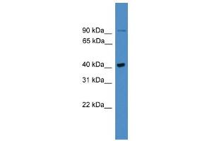 Image no. 1 for anti-UBX Domain Protein 6 (UBXN6) (C-Term) antibody (ABIN2788010)