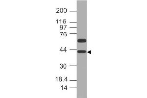 Image no. 1 for anti-Developmental Pluripotency Associated 4 (DPPA4) (AA 1-206) antibody (ABIN5027166)
