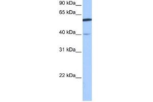 Image no. 1 for anti-DEP Domain Containing 7 (DEPDC7) (N-Term) antibody (ABIN2784587)