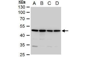 Image no. 3 for anti-Annexin A7 (ANXA7) (Center) antibody (ABIN2856079)