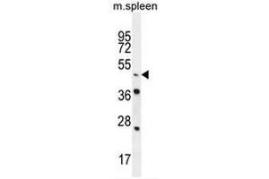 Image no. 2 for anti-Nuclear Receptor Subfamily 6, Group A, Member 1 (NR6A1) (AA 37-67), (N-Term) antibody (ABIN953752)