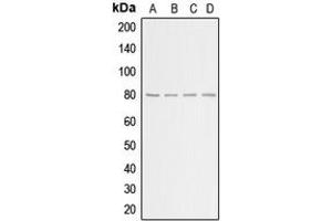 Image no. 3 for anti-Adrenergic, Beta, Receptor Kinase 1 (ADRBK1) (C-Term) antibody (ABIN2704864)