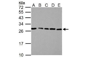 Image no. 9 for anti-High Mobility Group Box 1 (HMGB1) (Center) antibody (ABIN2854997)