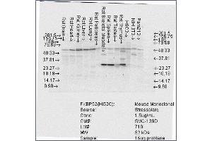 Image no. 3 for anti-FK506 Binding Protein 4, 59kDa (FKBP4) antibody (Biotin) (ABIN2486529)