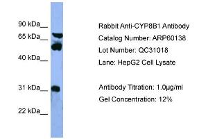 Image no. 1 for anti-Cytochrome P450, Family 8, Subfamily B, Polypeptide 1 (CYP8B1) (Middle Region) antibody (ABIN2788348)
