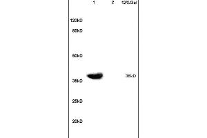 Lane 1: mouse embryo lysates Lane 2: mouse brain lysates probed with Anti ATF4/CREB-2 Polyclonal Antibody, Unconjugated (ABIN687862) at 1:200 in 4C.