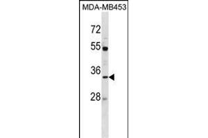 AQP3 Antibody (Center) (ABIN1537917 and ABIN2838290) western blot analysis in MDA-M cell line lysates (35 μg/lane).