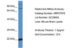 Image no. 1 for anti-Nuclear Factor of kappa Light Polypeptide Gene Enhancer in B-Cells Inhibitor, zeta (NFKBIZ) (C-Term) antibody (ABIN2774196)