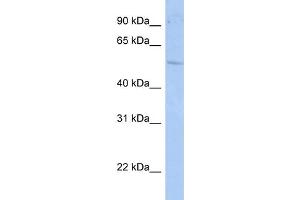 RORC antibody  (N-Term)