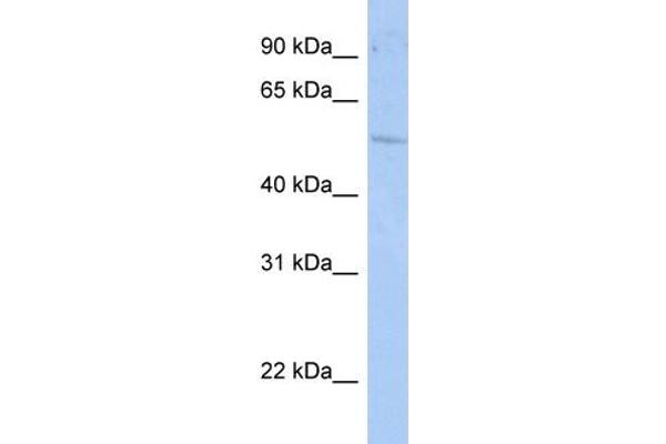 RORC antibody  (N-Term)