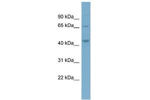 Image no. 1 for anti-Phosphatidylinositol-5-Phosphate 4-Kinase, Type II, alpha (PIP4K2A) (Middle Region) antibody (ABIN2786799)