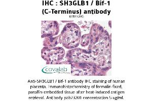 Image no. 1 for anti-SH3-Domain GRB2-Like Endophilin B1 (SH3GLB1) antibody (ABIN1739236)