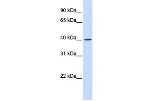 Image no. 1 for anti-F-Box Protein 28 (FBXO28) antibody (ABIN2459860)