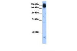 Image no. 1 for anti-Non-SMC Condensin I Complex, Subunit D2 (NCAPD2) (AA 1279-1328) antibody (ABIN6739192)