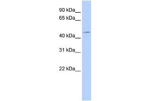 Image no. 4 for anti-3-phosphoinositide Dependent Protein Kinase-1 (PDPK1) (Middle Region) antibody (ABIN2777432)