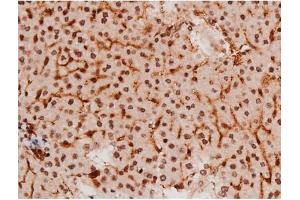 Image no. 4 for anti-Signal Transducer and Activator of Transcription 3 (Acute-Phase Response Factor) (STAT3) (pTyr705) antibody (ABIN6255995)