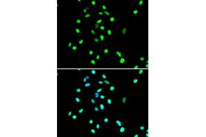 Image no. 3 for anti-Jun Proto-Oncogene (JUN) antibody (ABIN1513116)
