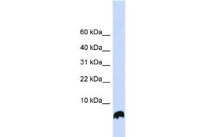 Image no. 1 for anti-Glutaredoxin 1 (GRX1) (N-Term) antibody (ABIN2785807)