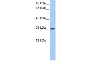 Image no. 1 for anti-HUS1 Checkpoint Homolog B (HUS1B) (N-Term) antibody (ABIN2774030)