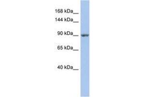 Image no. 1 for anti-Mitogen-Activated Protein Kinase Kinase Kinase Kinase 5 (MAP4K5) (C-Term) antibody (ABIN6742344)