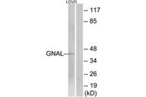 Image no. 1 for anti-Guanine Nucleotide Binding Protein, alpha Stimulating, Olfactory Type (GNAL) (AA 41-90) antibody (ABIN1534968)