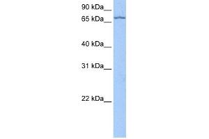 Image no. 1 for anti-La Ribonucleoprotein Domain Family, Member 7 (LARP7) (C-Term) antibody (ABIN2779104)