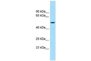 Image no. 1 for anti-Potassium Inwardly-Rectifying Channel, Subfamily J, Member 16 (KCNJ16) (C-Term) antibody (ABIN2776227)