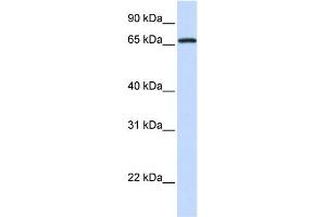Image no. 1 for anti-Mediator Complex Subunit 26 (MED26) (N-Term) antibody (ABIN2778100)