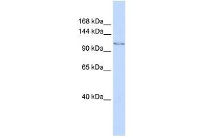 anti-Jumonji C Domain-Containing Histone Demethylase 1 Homolog D (JHDM1D) (C-Term) antibody