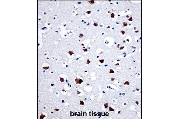 Src antibody  (N-Term)